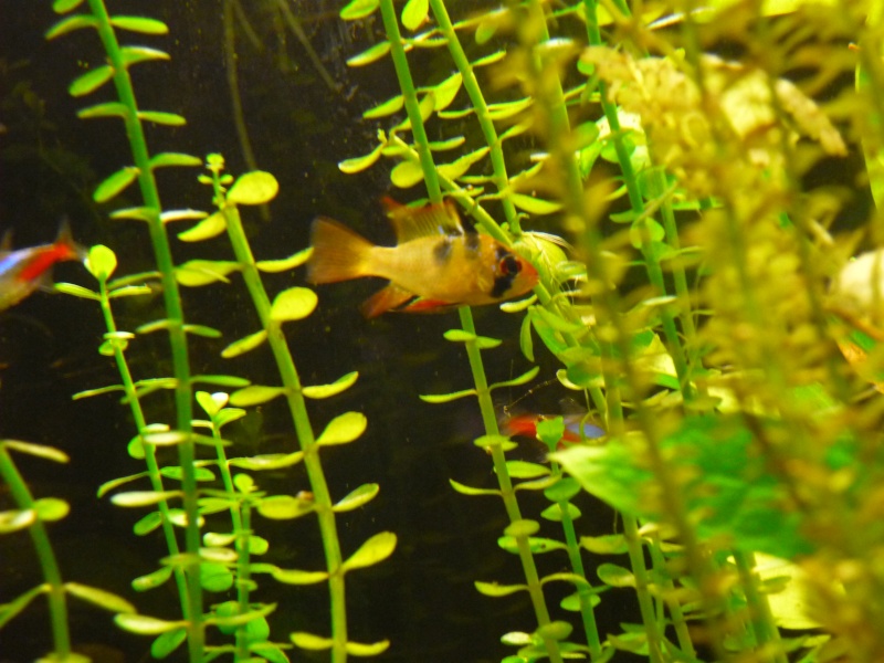 apistogramma  ramirezi P1000911