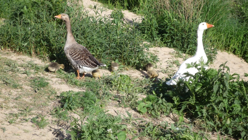 Les oiseaux - Page 2 Photo_12