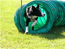 Gustave à l'agility Tunnel10