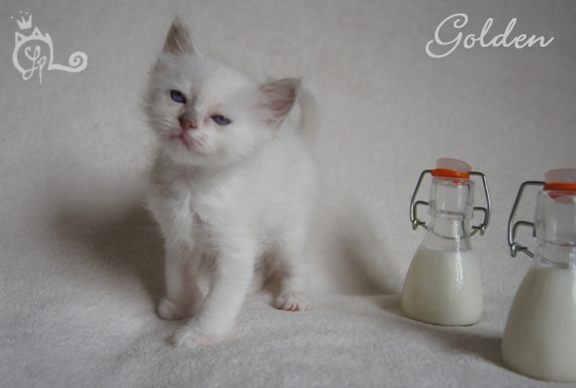 3 CHATONS SACRES DE BIRMANIE - LOOF Dsc00622