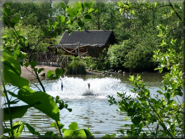 Balade à Pairi Daiza Parc0610