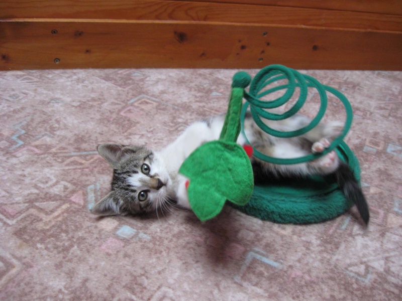 Berty et Berny, les bébés de Capucine chez Brigitte Chaton10