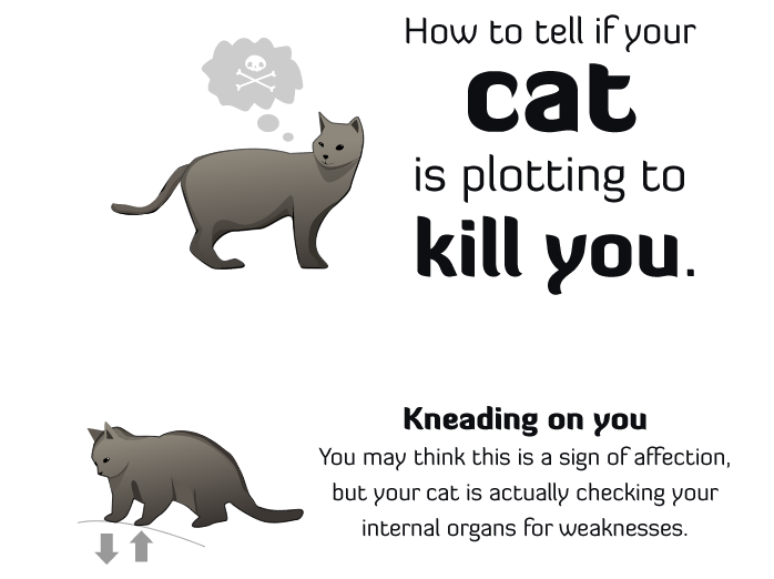 HOW TO TELL IF YOUR CAT IS PLOTTING TO KILL YOU! Cat10