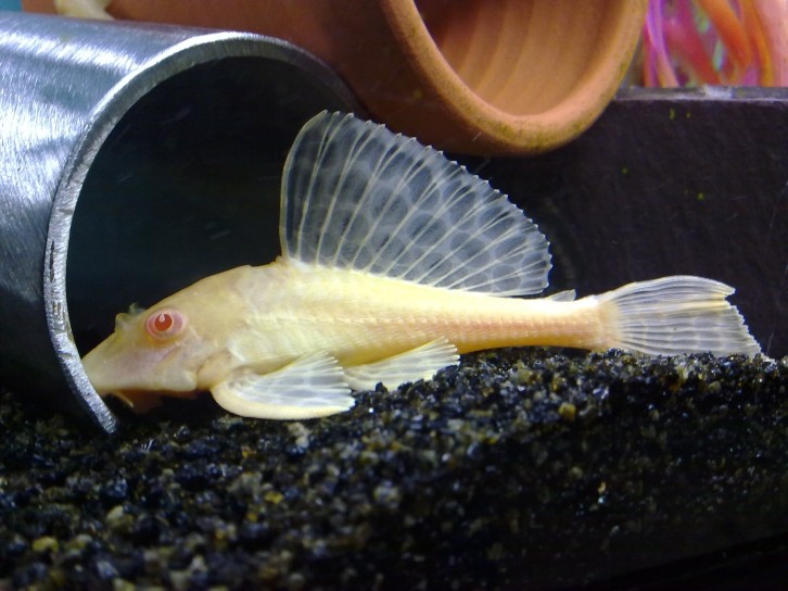 Albino Gibbicep / SailFin 10102011