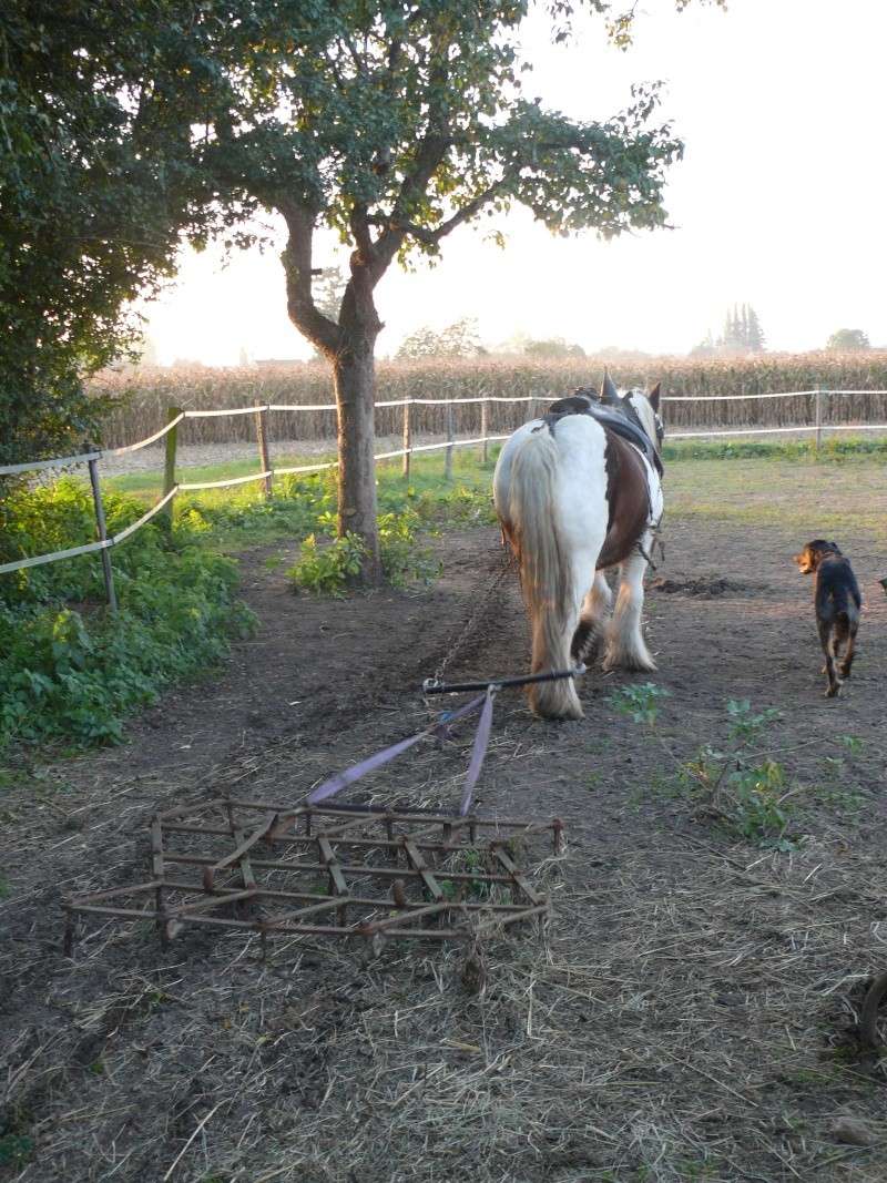 Chicco au hersage 03910