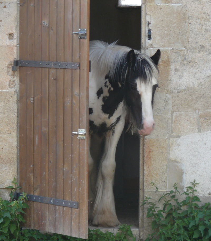 Chicco, Vodia, Troubadour de retour 06410