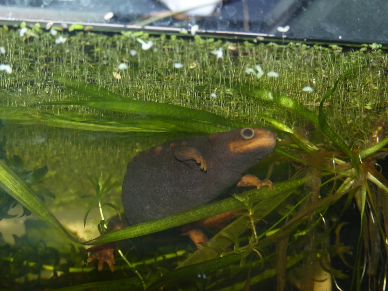 Visite chez cerko (tylototritons et orientalis) P1000612