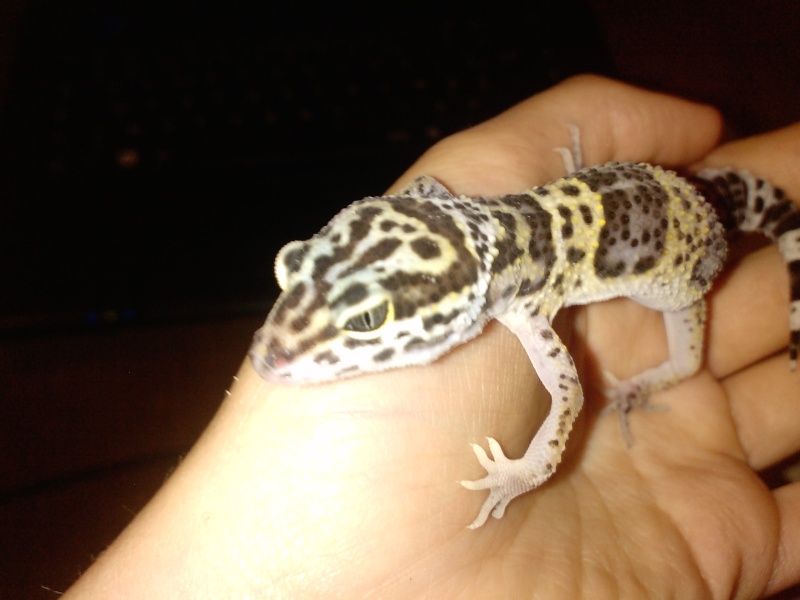 Mes 3 petits geckos P0025_10