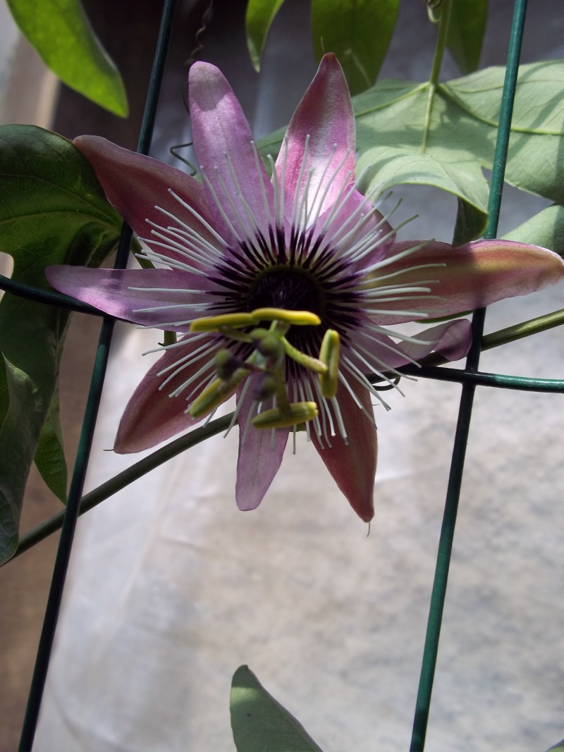 Floraison de Passiflora victoria 100_2910