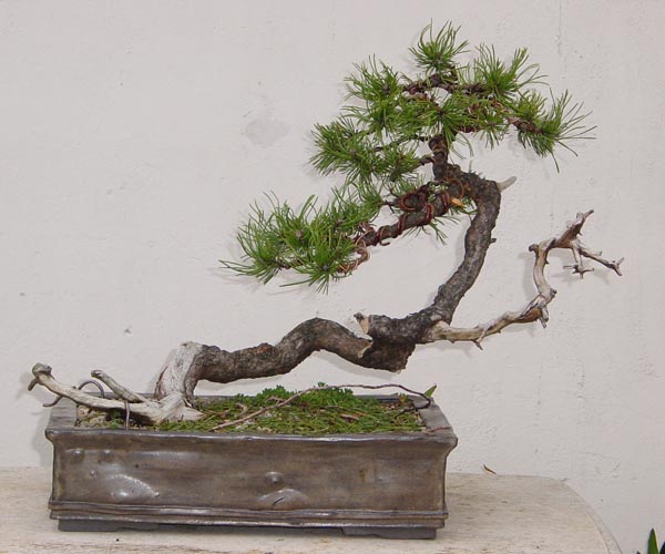 Mugo Pine on a slab Mugo310