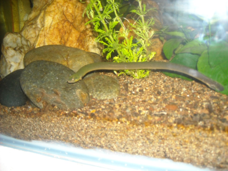 Erpetoichthys calabaricus , serpent d'eau douce... Poisso11