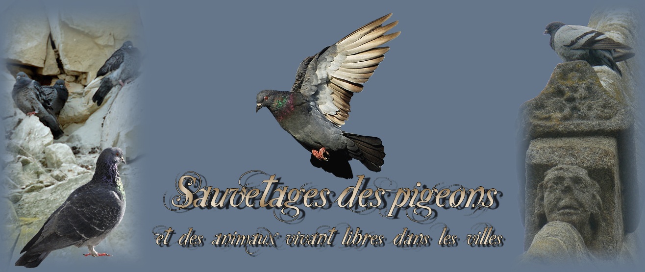 Sauvetages des pigeons, et des animaux vivant libres dans les villes