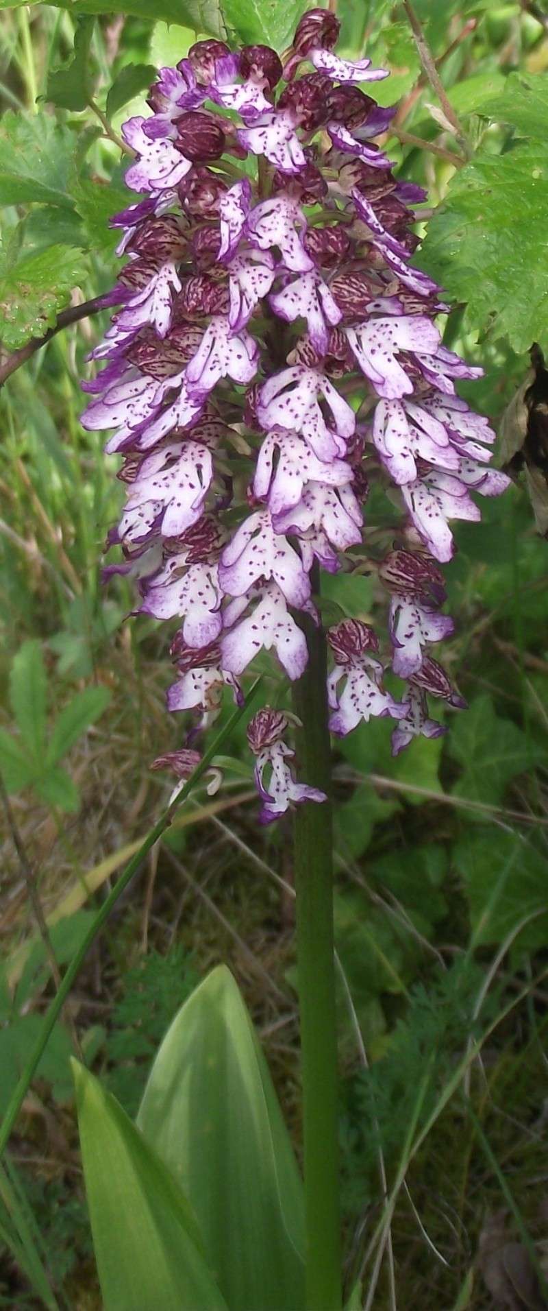 Le temps des orchidées en sarthe a commencé !! - Page 2 Orchid18