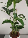 Heliconia psittacorum Avant11