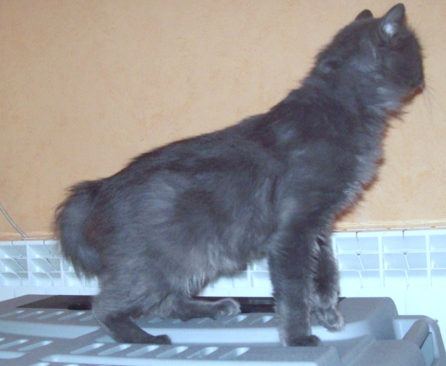 Cali, magnifique chat angora charteux 106_1512