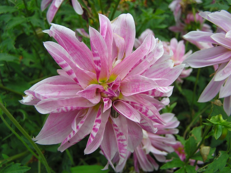 LES DAHLIAS sont là!! Sortie10