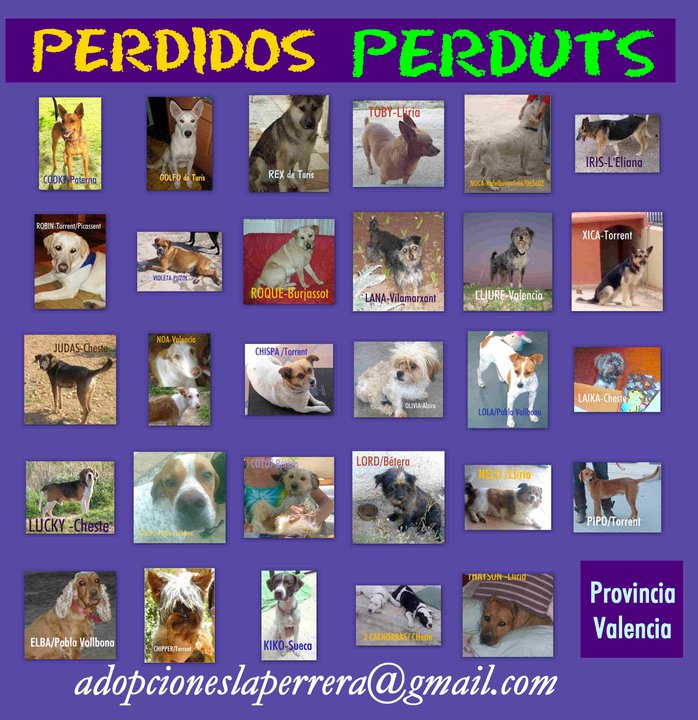 PERROS PERDIDOS-27/10/10-VALENCIA - CARTEL ACTUALIZADO Perdo10