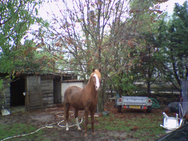 mon vieux cheval; Primo Photo_11