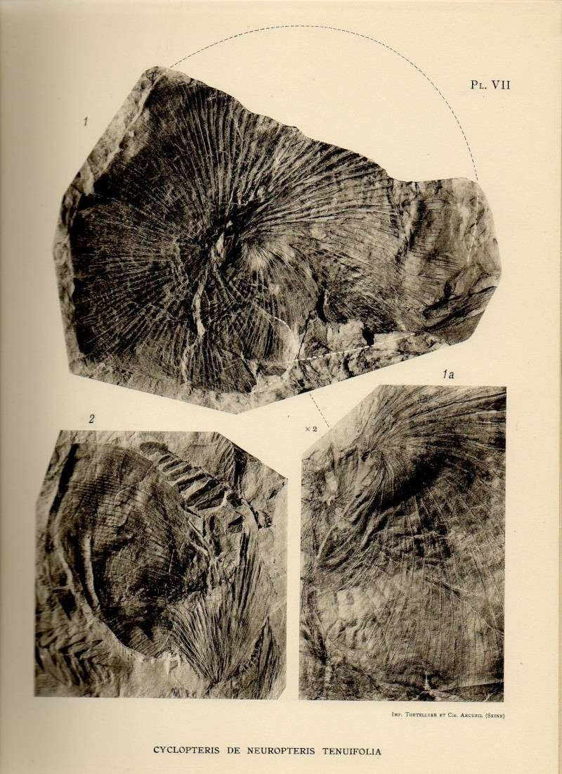 Neuropteris ovata Hoffmann . Cyclopteris Brongniart , 1830. Neuro010