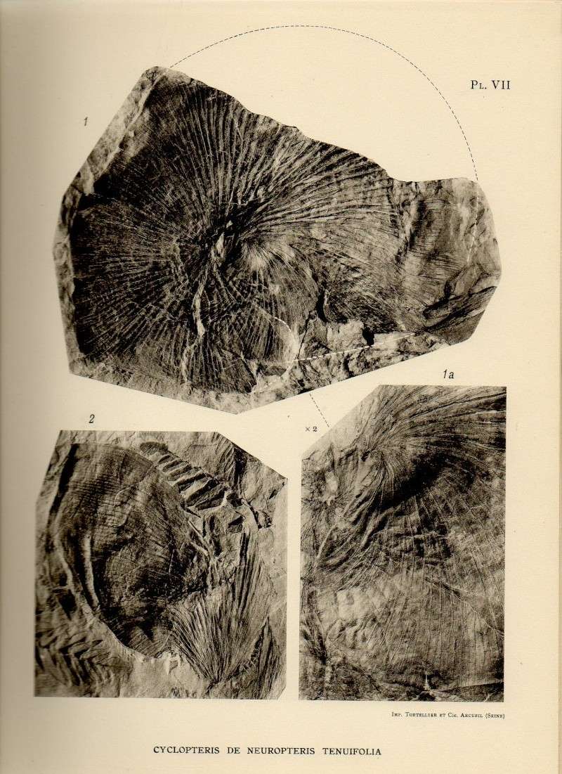 Neuropteris ovata Hoffmann . Cyclopteris Brongniart , 1830.  - Page 1 Neuro010