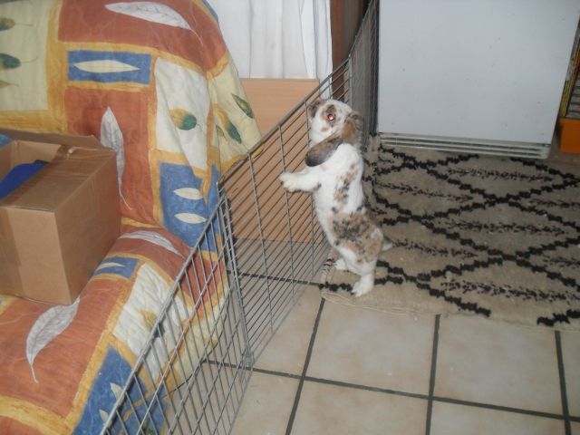 BOUNTY, LAPIN BELIER 4 ANS (77) Bounty12