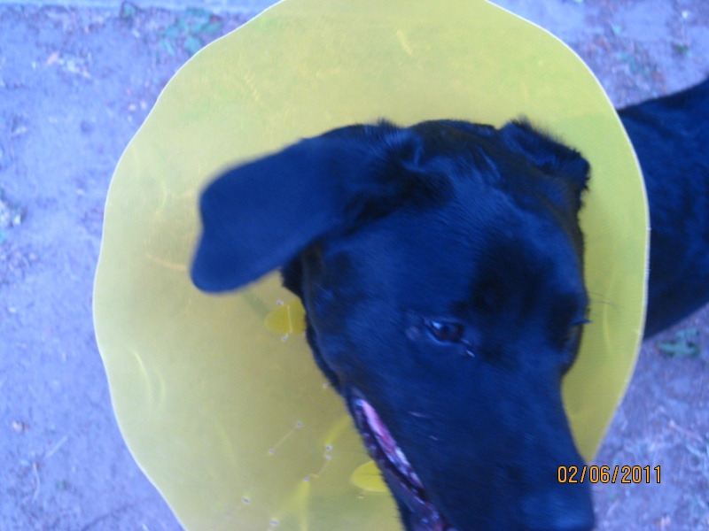 FENDY, 7 mois,x beauceron  placer (77) Fendy_69