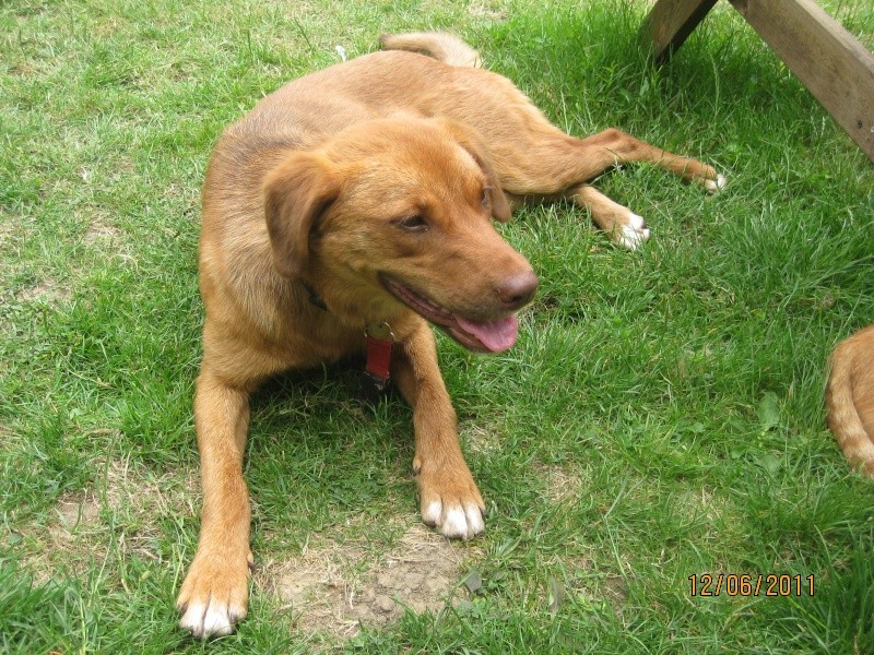 VALERE, type labrador cherche famille Valere17