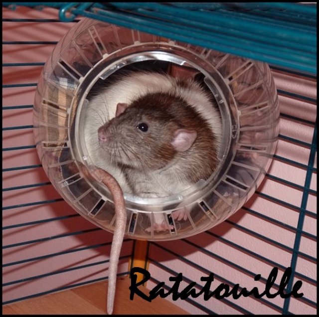petit souci boulle pour rat Ratato17