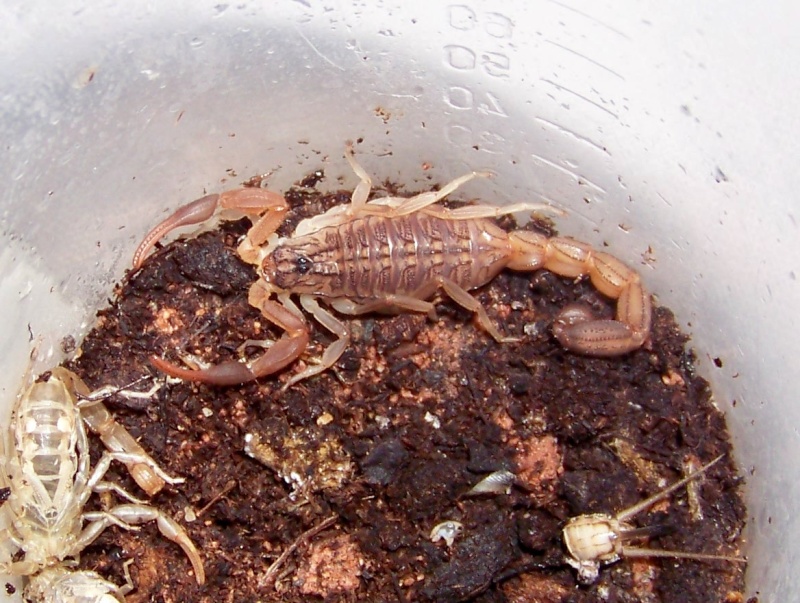 scolopendre - Mes scorpions et mon scolopendre 100e7125