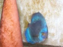 Repro Discus Blue Diamond 2011_011