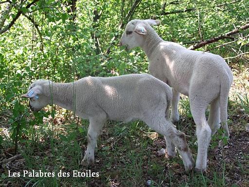 Titou et Lilou adorables agneaux orphelins élevés au biberon! Dscf8316