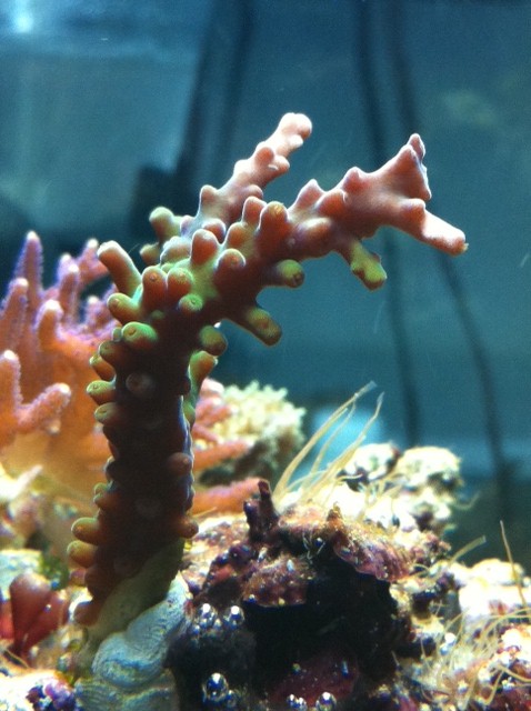 les aventures de Numérobis et son Nano 60 litres - Page 10 Acro210