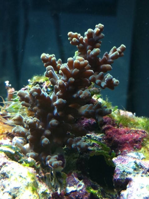 les aventures de Numérobis et son Nano 60 litres - Page 10 Acro_110