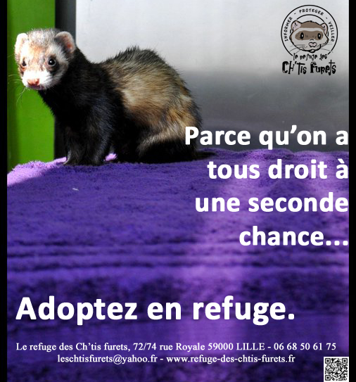 nouvelles Affiches Adopte13