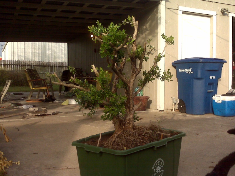 Large, old rescued landscape boxwood.... Boxwoo12