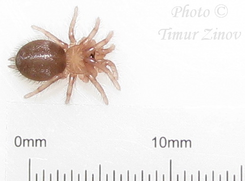 Один интересный и один уникальный случаи с пауками рода Chilobrachys   Img_1414
