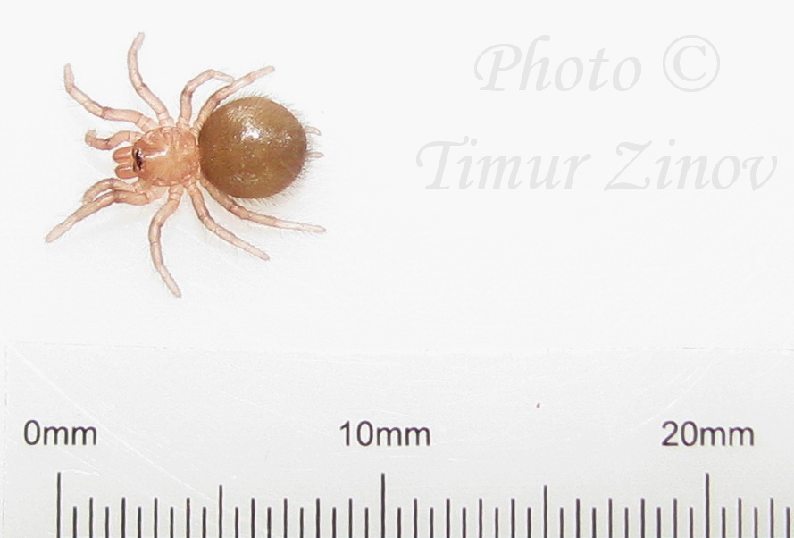 Один интересный и один уникальный случаи с пауками рода Chilobrachys   Img_1416