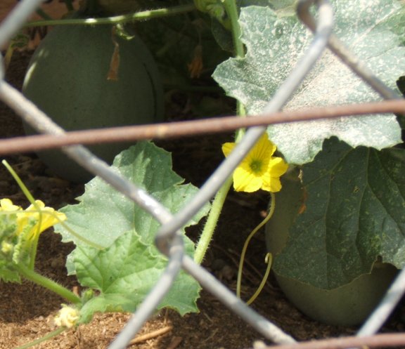 June Garden Report So Cal  Cantel11