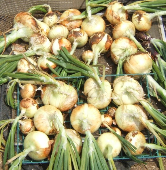 June Garden Report So Cal  Onionh10