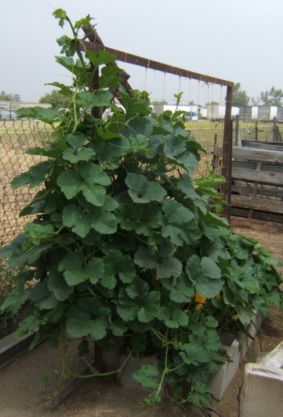 June Garden Report So Cal  Squash11