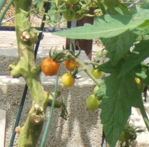 June Garden Report So Cal  Tomato11