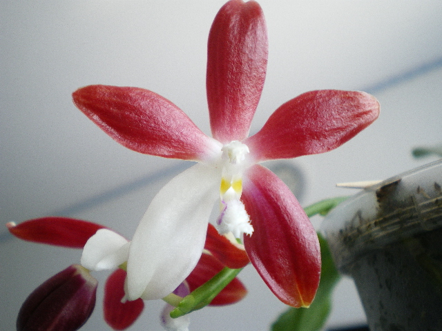 Phalaenopsis - Phalaenopsis speciosa Imgp6711