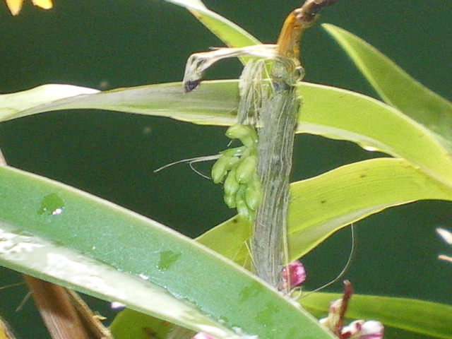 Dendrobium bullenianum Imgp6812