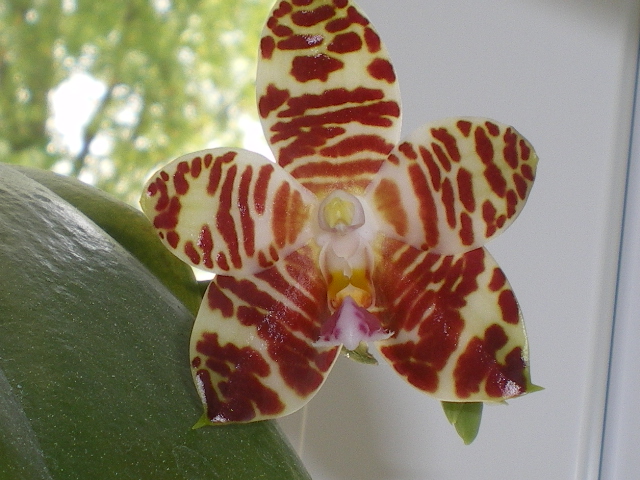 Phalaenopsis David Lim Imgp6817