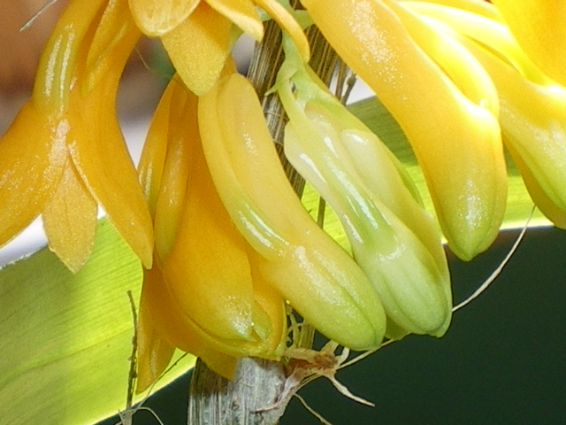 Dendrobium bullenianum Imgp6820