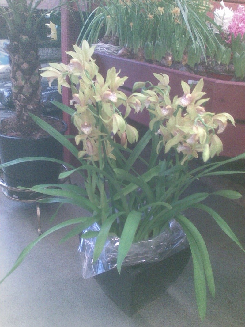 czy powinna nabyć tą orchideę Storcz15