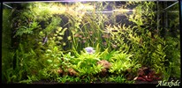 Avis sur la population de mon aquarium Img_8310