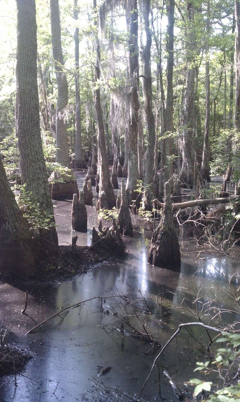 Scouting for bald cypress(lots of pics) Imag0123
