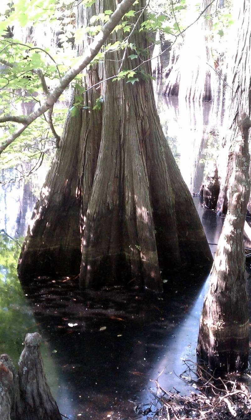 Scouting for bald cypress(lots of pics) Imag0124