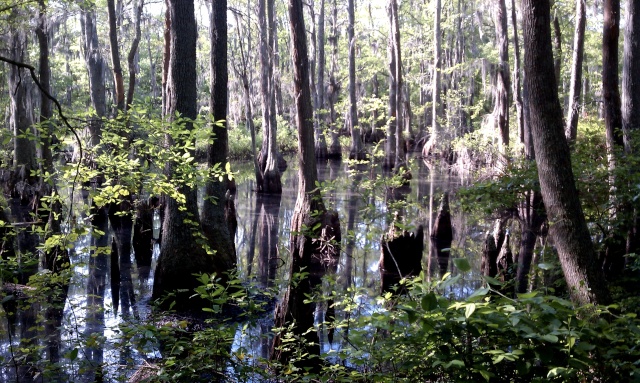 Scouting for bald cypress(lots of pics) Imag0125